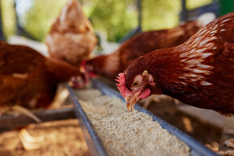 Feeding Chickens