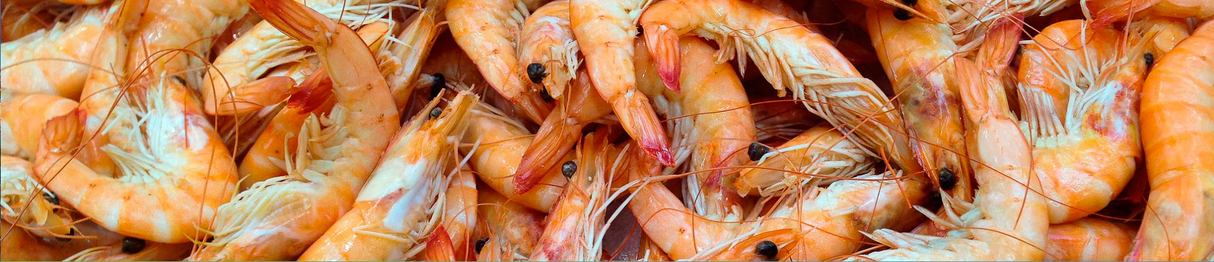 Shrimp production