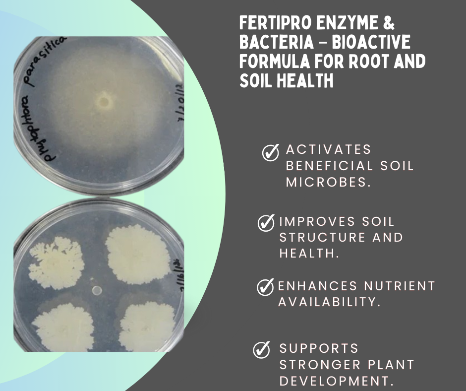 FertiPro enzyme and bacteria formula showing antifungal activity in petri dishes for improved root and soil health