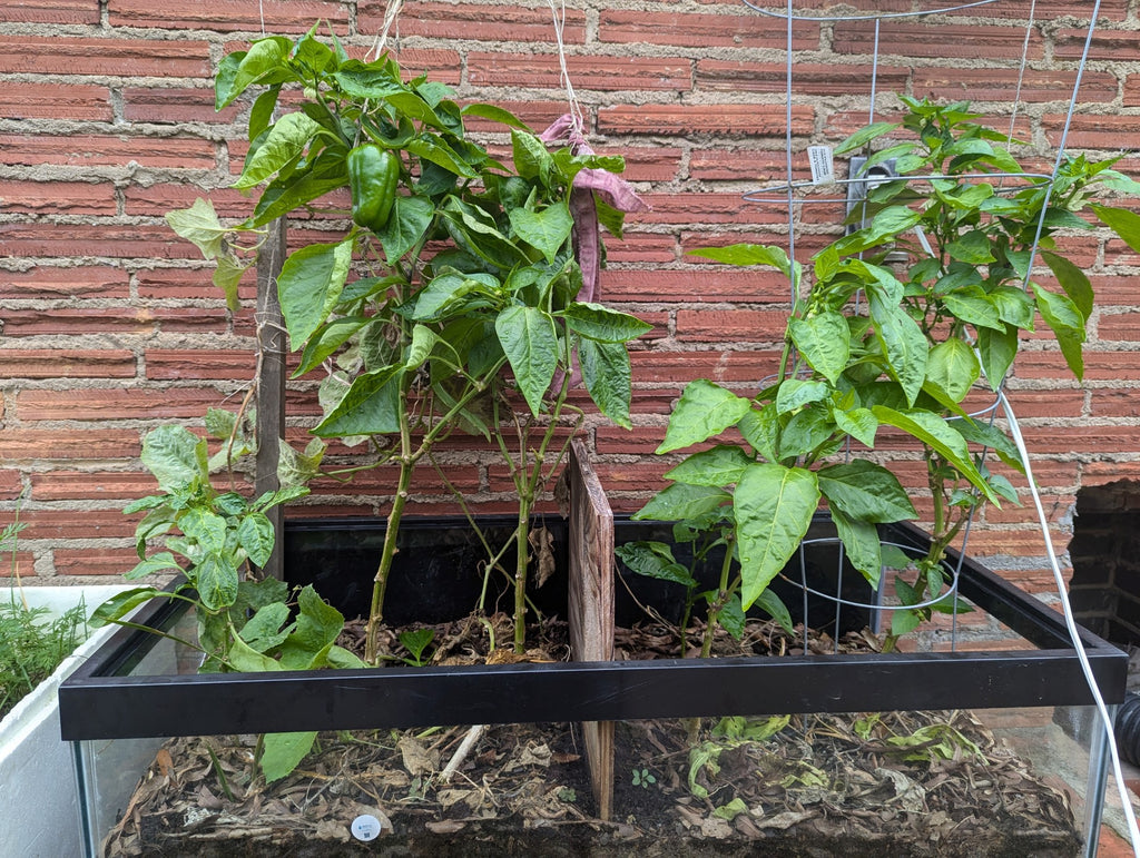 Fertipro™, Horticulture, Botany, Agriculture, Organic Farming, Plant Physiology, Greenhouse Cultivation, Agroecology, Sustainable Agriculture