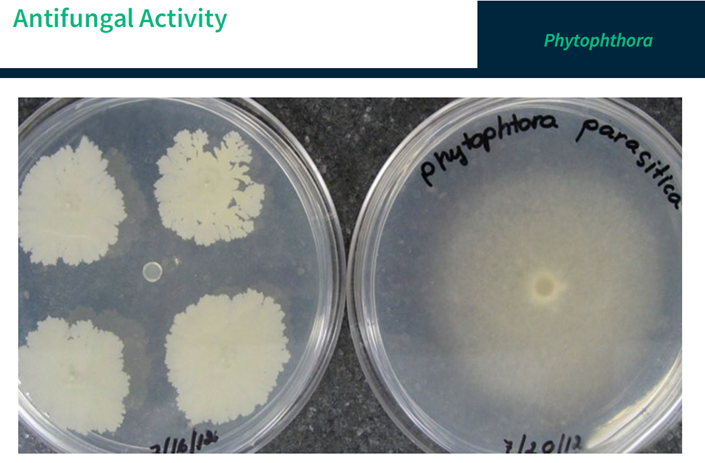 Phytophtora parasitica enzyme