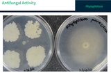 Phytophtora parasitica enzyme
