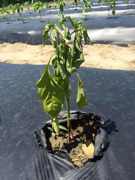 Phytophtora on pepper