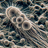 pythium and phytophthora root rot in closed hydroponic systems