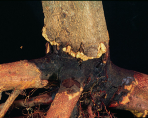 Rot Root Effect on Tree 