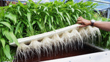 Hydroponic farm with plant root