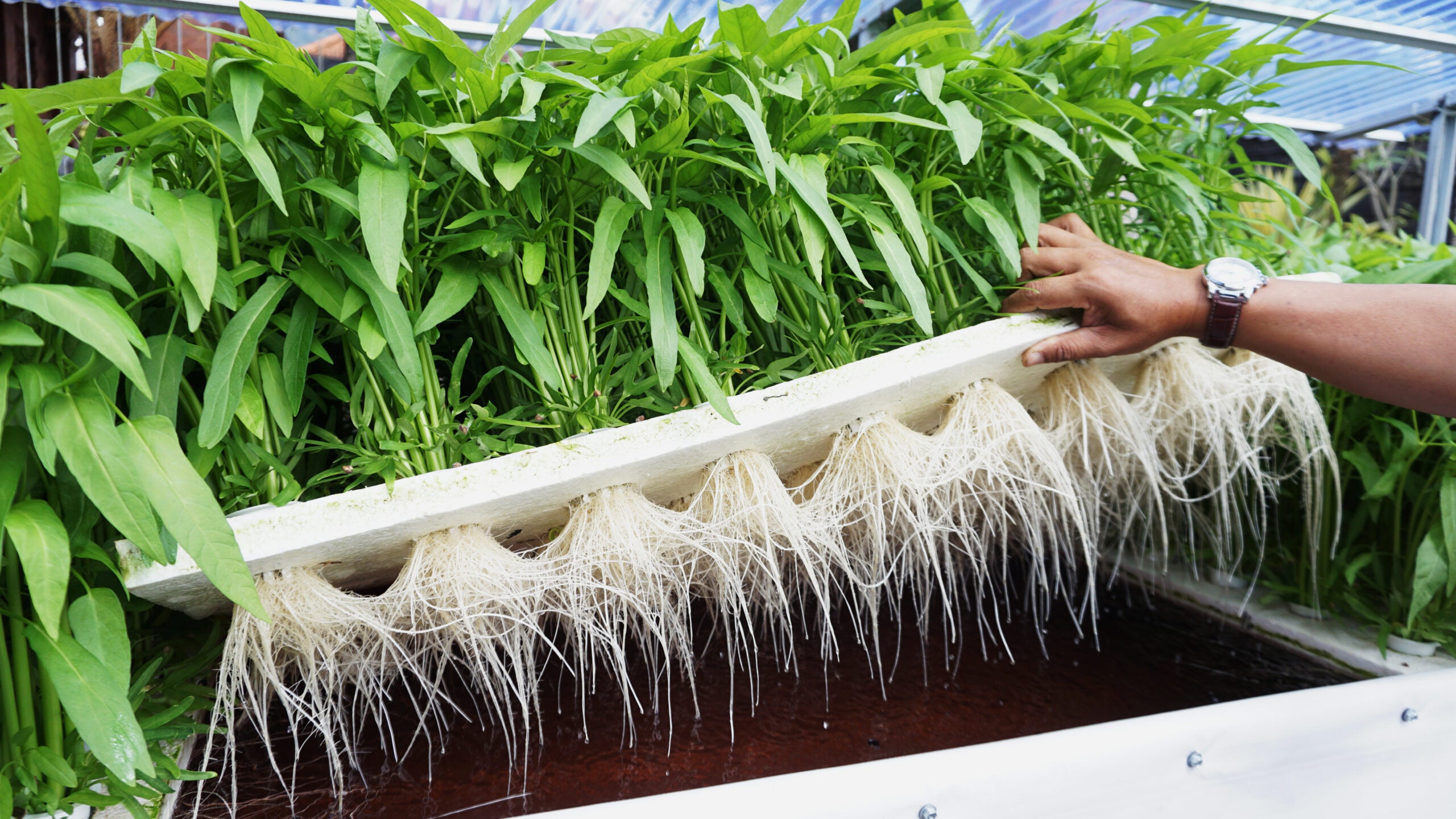 Hydroponic farm with plant root