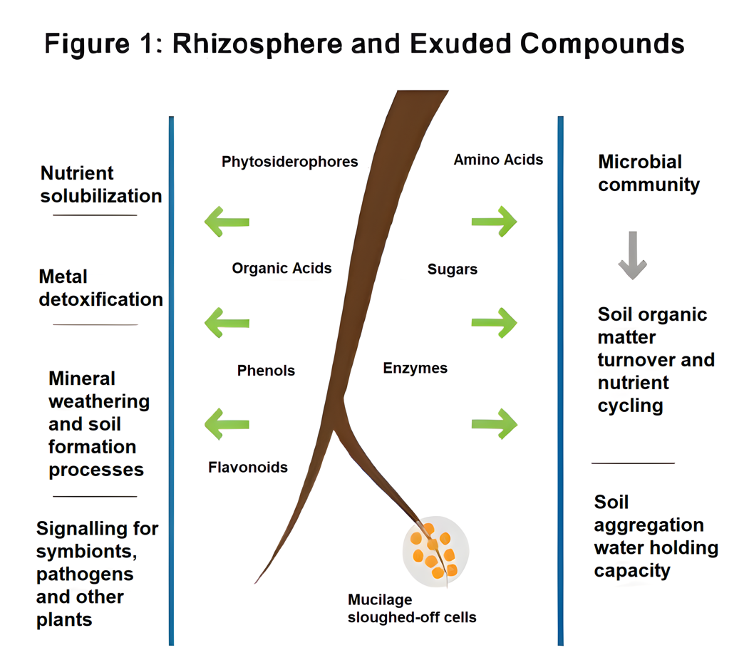 Rhizosphere and Exuded compounds info