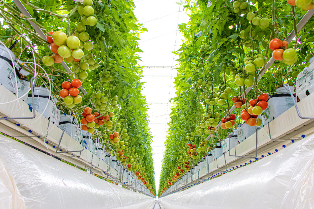 Hydroponic tomatoes production with FertiPro, adding a dry powder of beneficial microbes to your system will drastically boost +30%, all Organically.