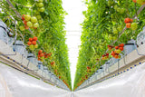 Hydroponic tomatoes production with FertiPro, adding a dry powder of beneficial microbes to your system will drastically boost +30%, all Organically.