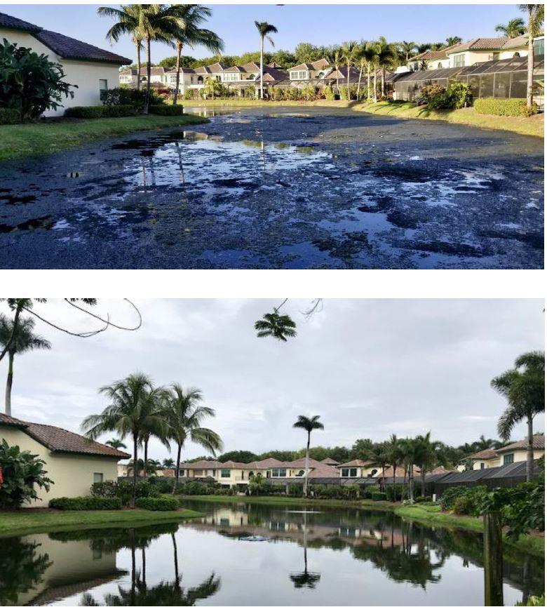 A - Bioshock Extreme, pond/lake management, natural way to remove algae, beneficial bacteria - Biopro Solution