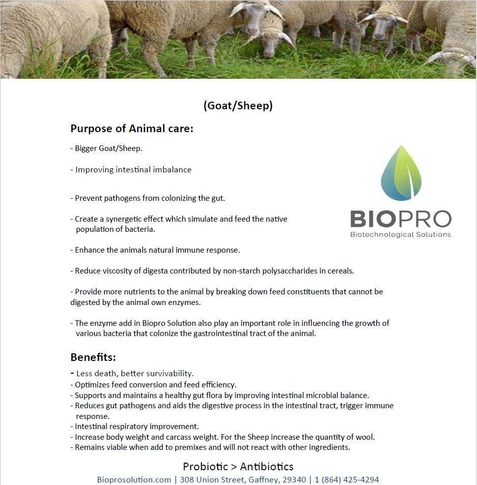 Animal Care, Goat Feed supplements, Sheep Feed supplements, Livestock Nutrition, Feed Ingredients, Feed Additives, probiotics for animal health - Biopro Solution