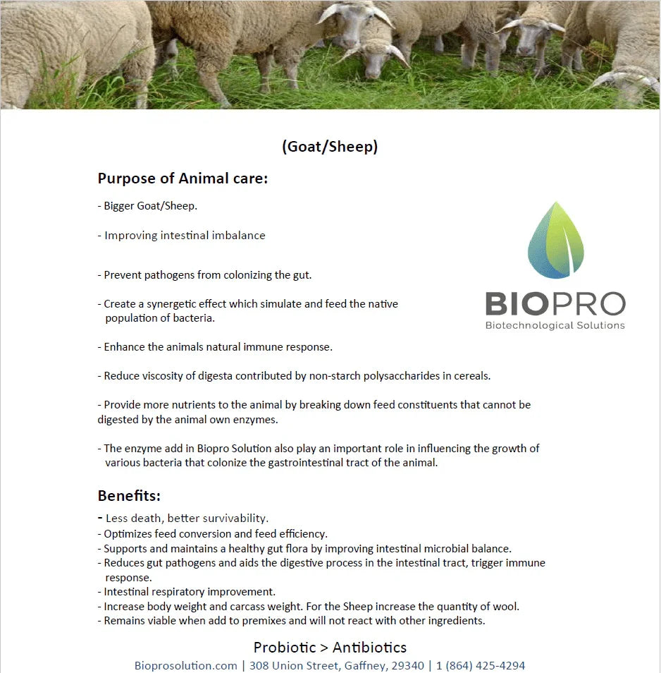 Probiotic animal feed supplement for small ruminants supporting gut health and milk output