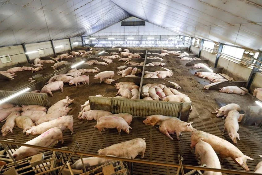 Animal Care, Pig feed supplements, Swine feed supplements, Livestock Nutrition, Feed Ingredients, Feed Additives, probiotics for animal health - Biopro Solution