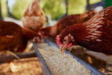 Animal Care, Poultry Feed supplements, Enzymes in Animal Feed, Organic Feed, probiotic in animal Feed - Biopro Solution
