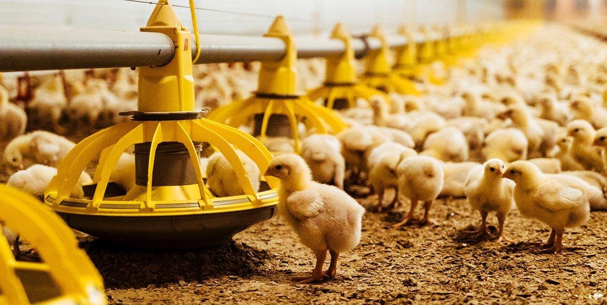 Broiler chickens benefiting from probiotic feed supplement for performance