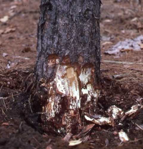 Armillaria root rot 