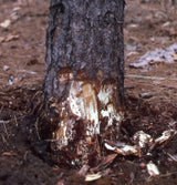 Armillaria root rot 