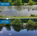 Before and after pond water treatment showing algae-covered pond and clear, algae-free pond in a green park setting