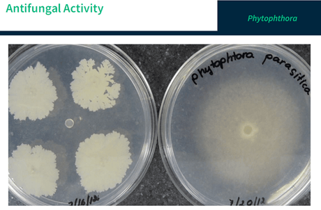 FertiPro, enzyme and bacteria for root protection, 100% Organic, BioShield Plant Protect - Biopro Solution