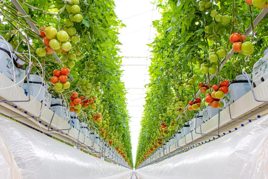Fertipro, Hydroponic farm, bacterial supplement, natural fertilizer, for any plants, healthy plants - Biopro Solution