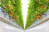Fertipro, Hydroponic farm, bacterial supplement, natural fertilizer, for any plants, healthy plants - Biopro Solution