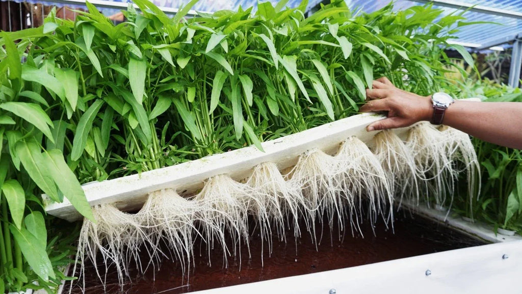 liquid fertilizers plants