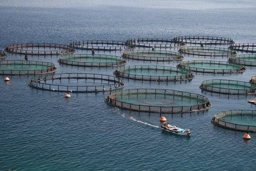 Fishpro Blend, aquaculture, fish supplement - Biopro Solution