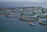 Fishpro Blend, aquaculture, fish supplement - Biopro Solution
