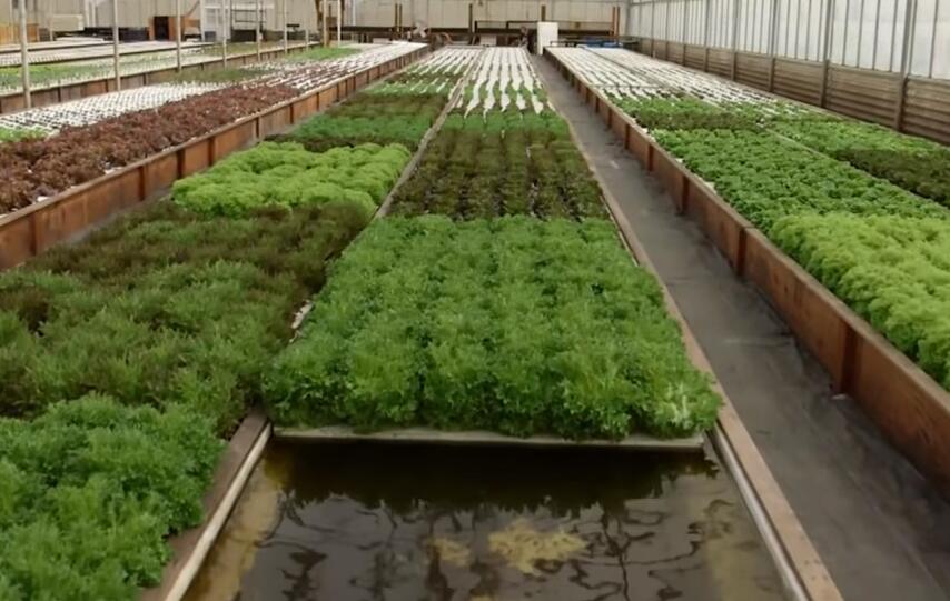 Hydroponic farm with FertiPro