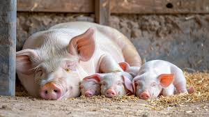 Pig with piglets