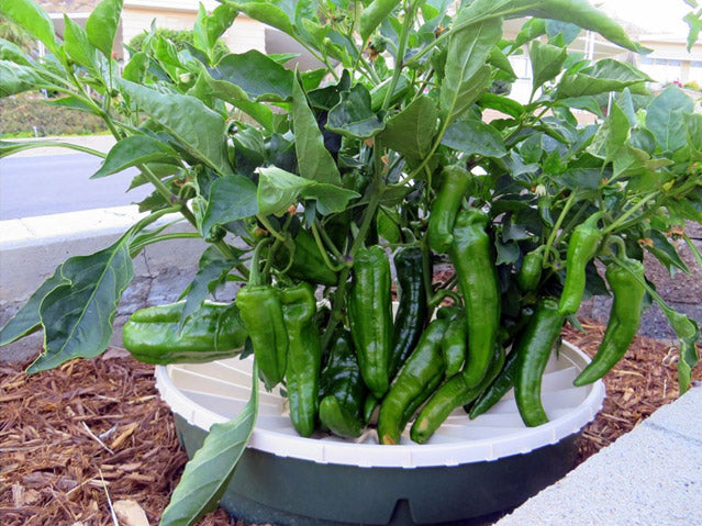 Boosting yield with FertiPro, adding beneficial bacteria for optimal plant production naturally.