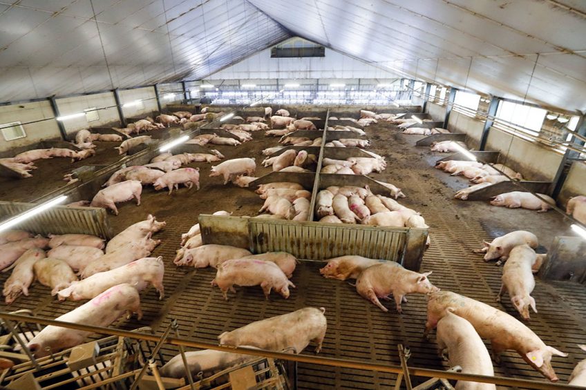 Pig Farming