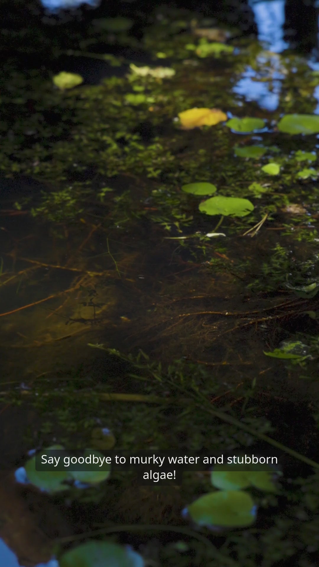 Pond Rejuvenation Solutions