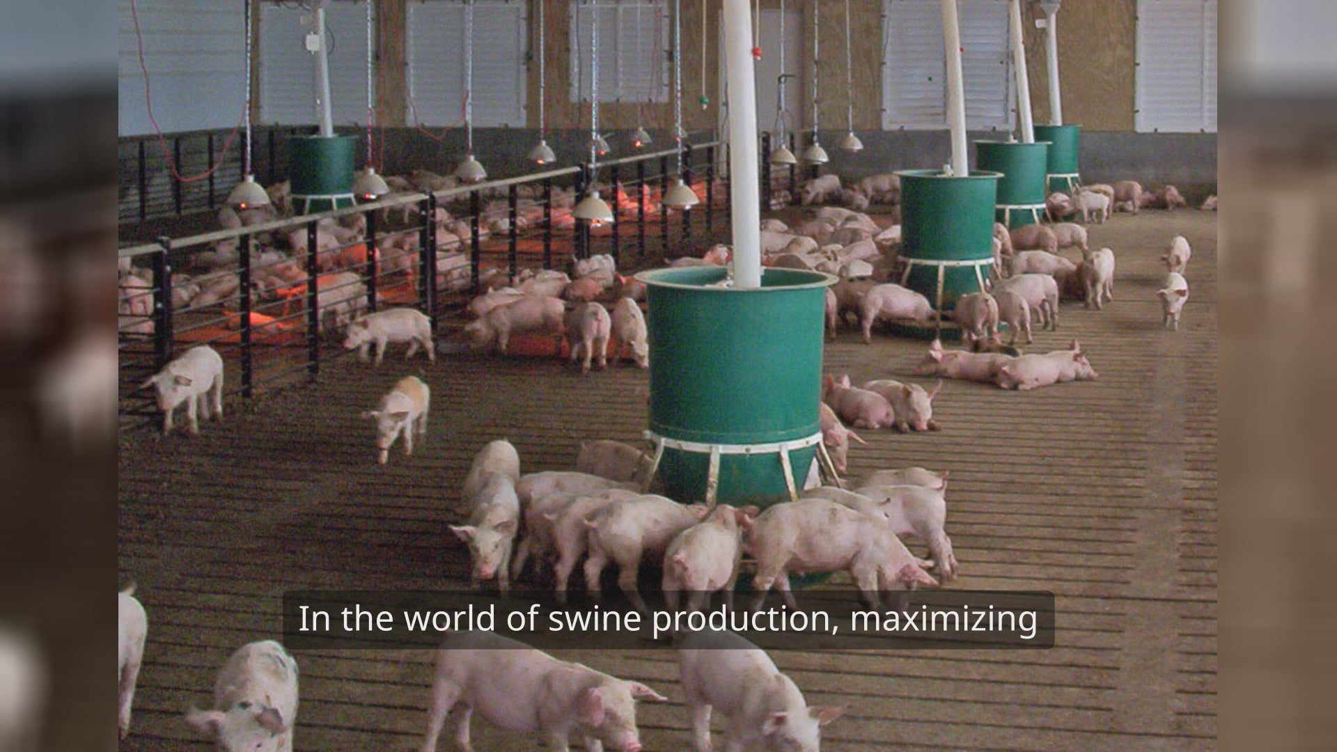 Short video explaining how BioPro’s animal care solution enhances swine health by improving gut health, boosting immunity, and promoting faster growth. Discover how beneficial bacteria optimize nutrient absorption, reduce disease risk, and support overall pig well-being for efficient and sustainable swine farming.