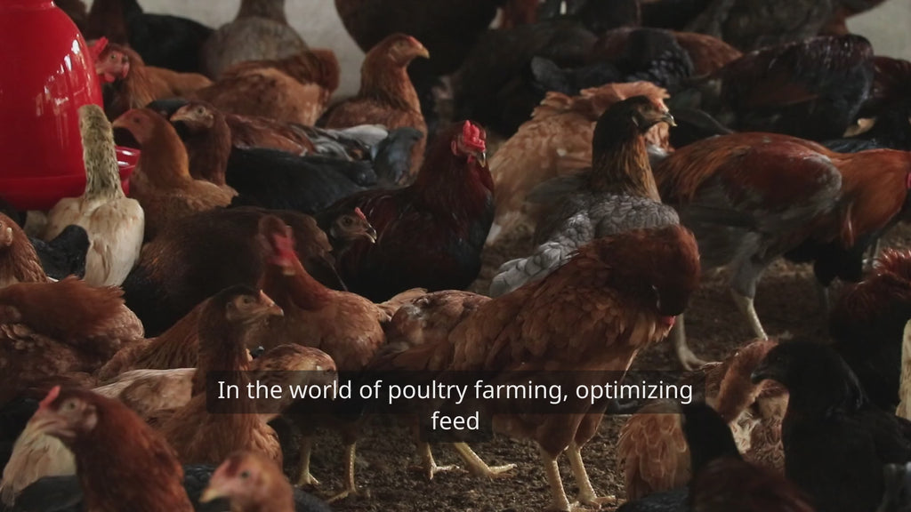 Layer hens on organic feed additive to improve egg production and health