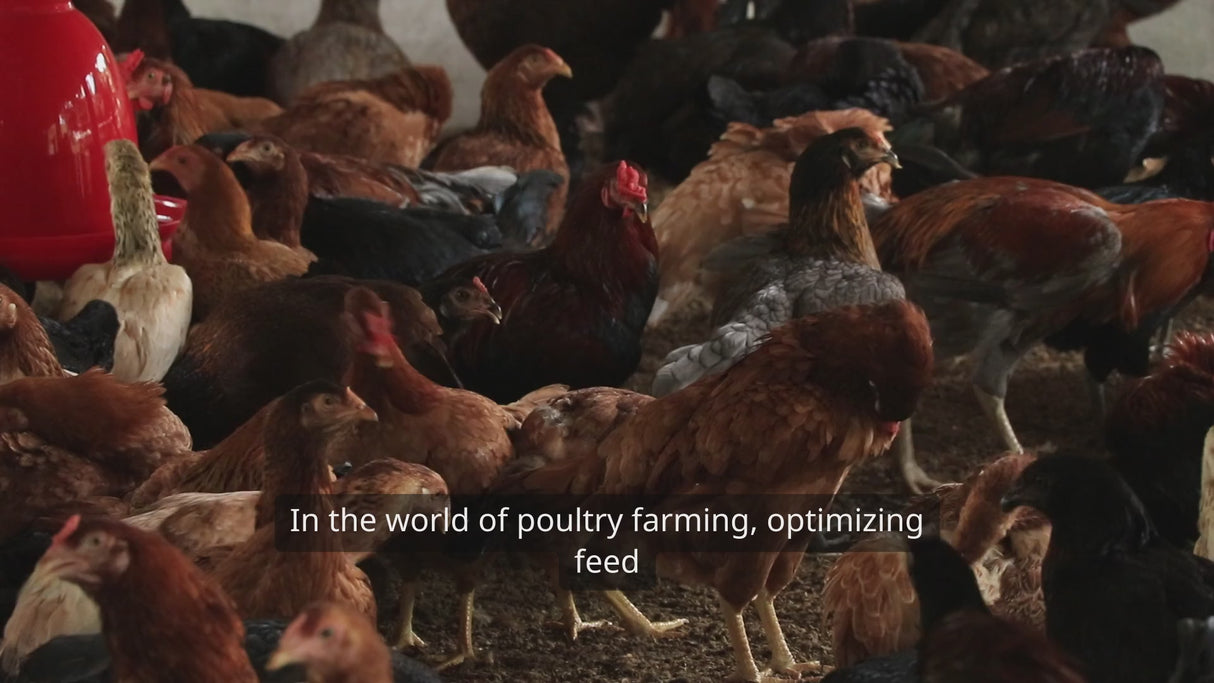Beneficial Bacteria in Poultry