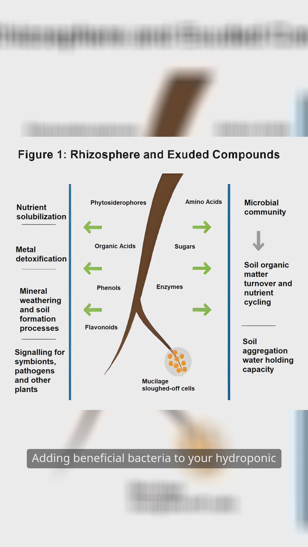 Short video explaining how FertiPro, a powerful beneficial bacteria supplement, enhances nutrient absorption, boosts plant growth, and improves root health in hydroponic systems for faster, healthier yields.