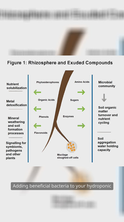 Short video explaining how FertiPro, a powerful beneficial bacteria supplement, enhances nutrient absorption, boosts plant growth, and improves root health in hydroponic systems for faster, healthier yields.