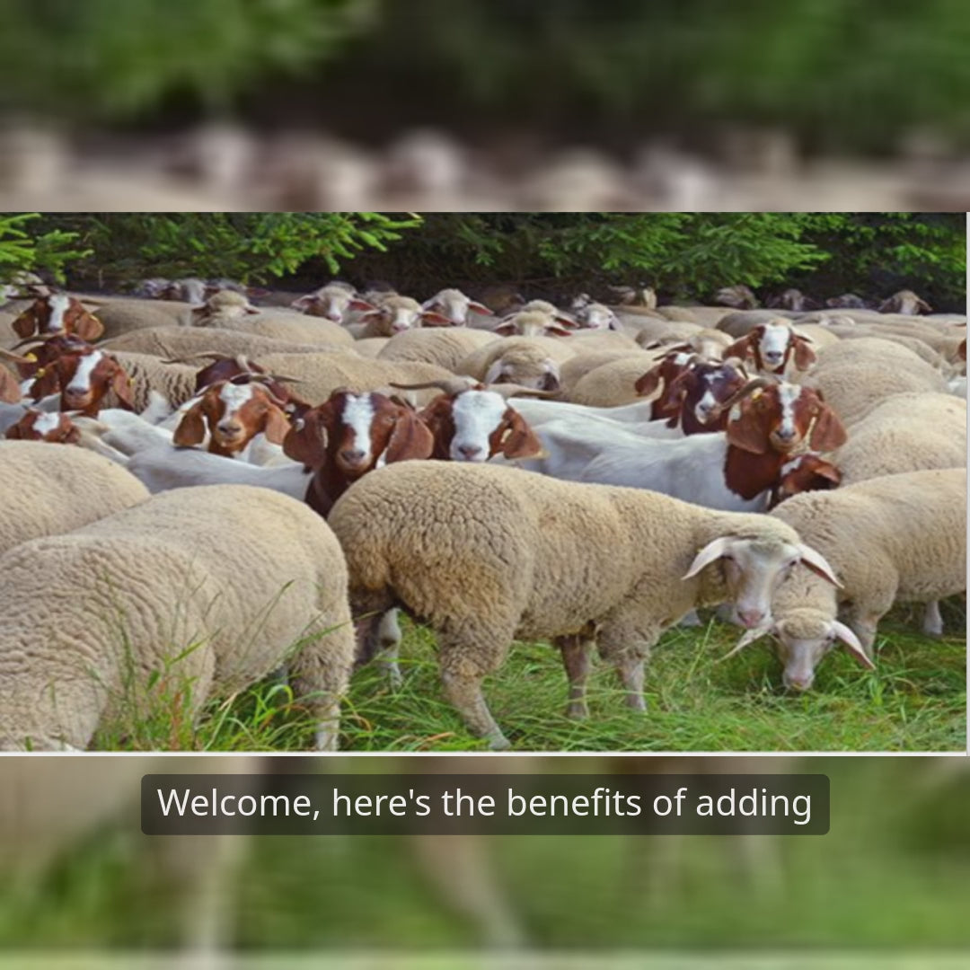 Livestock probiotic feed additive supporting goat and sheep digestion and immunity.