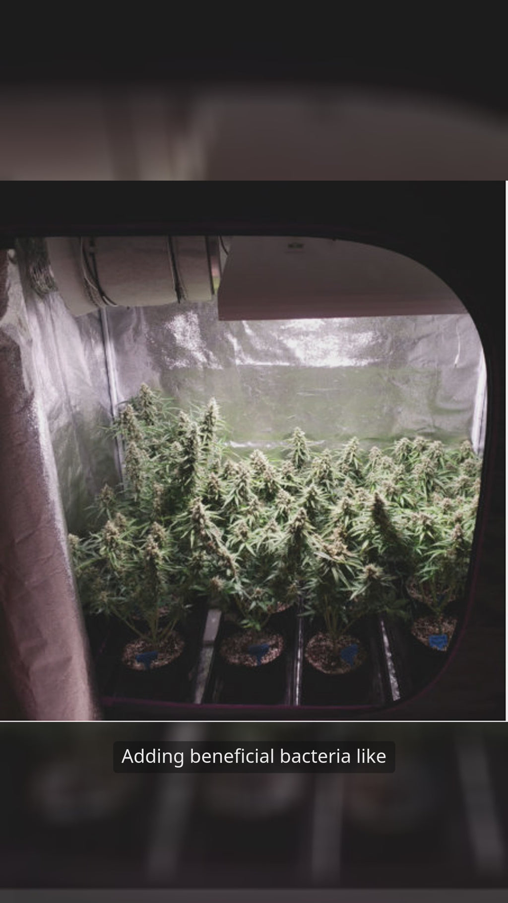 Microbial Boost for Cannabis biofertilizer supplement with beneficial microbes that enhance plant growth, bud yield, and cannabinoid production.