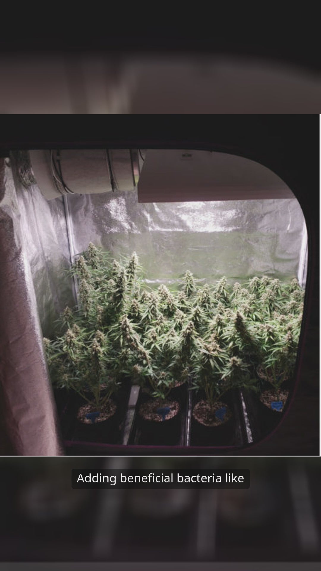 Microbial Boost for Cannabis biofertilizer supplement with beneficial microbes that enhance plant growth, bud yield, and cannabinoid production.