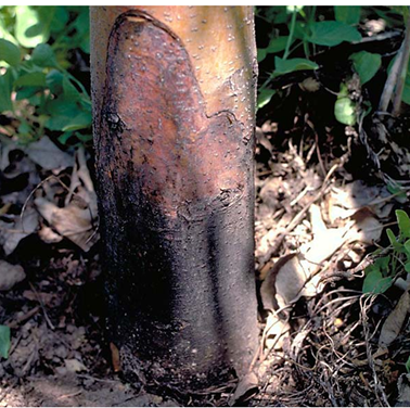 Rot Root Effect on fruit tree
