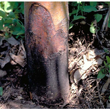 Rot Root Effect on fruit tree